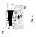 Fig. 02 - Apparatus, systems and methods for characterizing, imaging and/or modifying an object