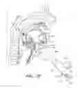 Fig. 20 - Methods for hyoid suspension
