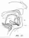 Fig. 29 - Methods for hyoid suspension