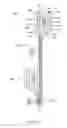 Fig. 07 - Methods and apparatuses for remodeling tissue of or adjacent to a body passage