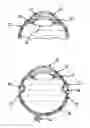 Fig. 01 - Ophthalmic drug delivery method