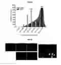 Fig. 12 - Autophagy Inhibitors
