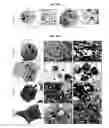 Fig. 16 - Autophagy Inhibitors