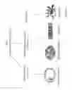 Fig. 02 - Brown adipocyte modification