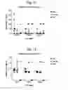 Fig. 07 - SUPERANTIGEN POST-EXPOSURE THERAPY