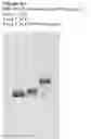 Fig. 09 - LONG ACTING LUTEINIZING HORMONE (LH) COMPOUND
