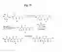 Fig. 27 - MONOMETHYLVALINE COMPOUNDS CAPABLE OF CONJUGATION TO LIGANDS