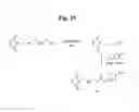 Fig. 31 - MONOMETHYLVALINE COMPOUNDS CAPABLE OF CONJUGATION TO LIGANDS