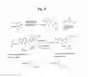Fig. 33 - MONOMETHYLVALINE COMPOUNDS CAPABLE OF CONJUGATION TO LIGANDS
