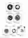 Fig. 06 - Polyphosphazene delivery system for inorganic nanocrystals