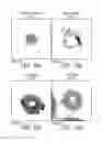 Fig. 09 - Polyphosphazene delivery system for inorganic nanocrystals
