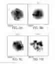 Fig. 10 - Polyphosphazene delivery system for inorganic nanocrystals