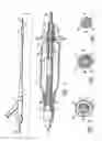 Fig. 02 - CATHETER HAVING TRANSITIONING SHAFT SEGMENTS