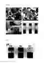 Fig. 08 - Dispersing agent, its preparation method and dispersed composition of carbon-based material comprising the same
