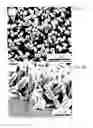 Fig. 06 - Zinc-based nanohybrids, devices and methods thereof