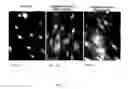 Fig. 02 - Plant-derived elastin binding protein ligands and methods of using the same