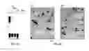 Fig. 07 - Cold- and menthol-sensitive receptor (CMR1)