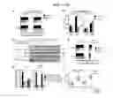 Fig. 07 - Compositions and methods for modulating an immune response