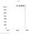 Fig. 07 - TARGETING AGENT ANTIBODY CONJUGATES AND USES THEREOF