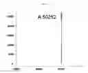 Fig. 09 - TARGETING AGENT ANTIBODY CONJUGATES AND USES THEREOF