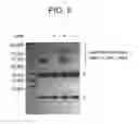 Fig. 09 - Conjugation methods