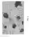 Fig. 05 - Lubricating members for razor cartridges