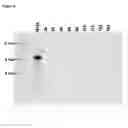 Fig. 09 - Fusion Enzymes