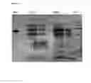 Fig. 45 - Fusion Enzymes