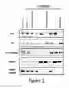 Fig. 02 - Modulation of prekallikrein (PKK) expression