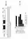 Fig. 06 - Enhanced stability engineered WRINKLED1 transcription factor