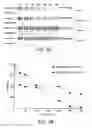 Fig. 07 - Enhanced stability engineered WRINKLED1 transcription factor