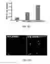 Fig. 08 - Enhanced stability engineered WRINKLED1 transcription factor