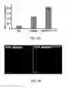 Fig. 09 - Enhanced stability engineered WRINKLED1 transcription factor