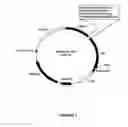 Fig. 02 - Synthetic genes and genetic constructs