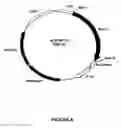 Fig. 09 - Synthetic genes and genetic constructs