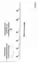 Fig. 03 - Methods of making oligonucleotide probes