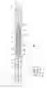 Fig. 02 - Downhole fishing tool and method of use