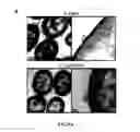 Fig. 02 - METHODS AND SYSTEMS FOR IDENTIFYING IMMUNOMODULATORY SUBSTANCES