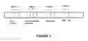 Fig. 02 - Western blot process validation and quantification system