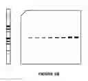 Fig. 07 - Western blot process validation and quantification system
