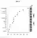 Fig. 06 - METHODS FOR DETECTING, DIAGNOSING AND TREATING ENDOMETRIAL CANCER