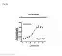 Fig. 33 - METHOD TO PREDICT RESPONSE TO PHARMACOLOGICAL CHAPERONE TREATMENT OF DISEASES