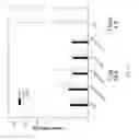 Fig. 16 - Multi-targeting short interfering RNAs