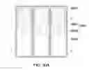 Fig. 34 - Semiconductor light-emitting device including penetrating trenches