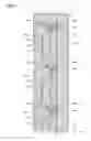 Fig. 02 - Light emitting module