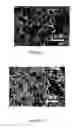 Fig. 08 - Lithium-conducting sulfur compound cathode for lithium-sulfur batteries