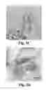 Fig. 05 - Carbonized polyaniline-grafted silicon nanoparticles encapsulated in graphene sheets for li-ion battery anodes