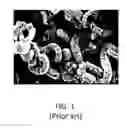 Fig. 02 - Exfoliated graphite materials and composite materials and devices for thermal management