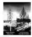 Fig. 03 - tree named ‘Cherry Pie’