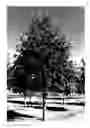 Fig. 01 - Oak Tree Named 'Green Nova'